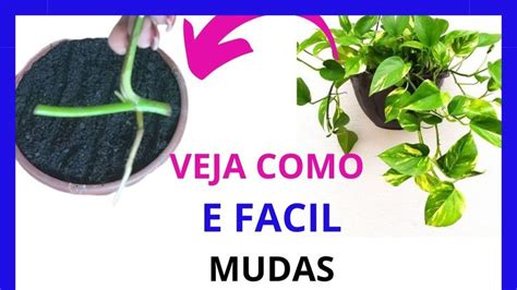 Planta Jiboia Como Fazer Mudas Como Fazer Muda De Jiboia A Folha N