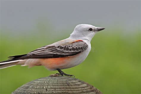 Scissortail Flycatcher stock image. Image of animal, bird - 2211513