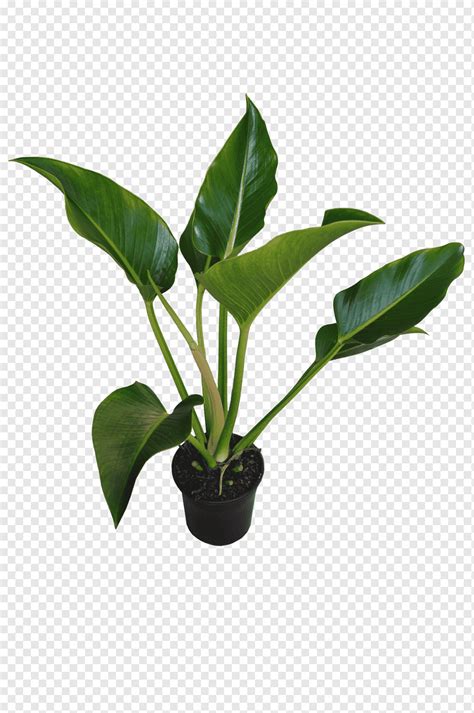 Tanaman Berdaun Hijau Chlorophytum Comosum Houseplant Philodendron Leaf Tanaman Tropis Batang