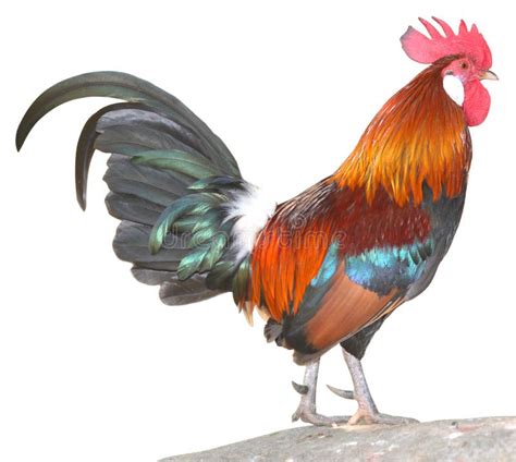 74087 Rooster Stock Photos Free And Royalty Free Stock Photos From