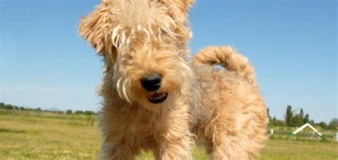 Lakeland Terrier Dog Breed Information Petstime