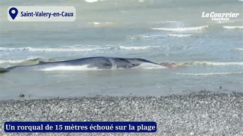 Un rorqual de 15 mètres échoué sur la plage de Saint Valery en Caux