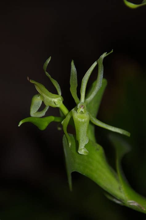 Epidendrum Rhizomaniacum Stefano Flickr