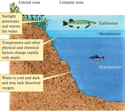 BIO 209W Aquatic Biomes Chapter 4 Flashcards Quizlet