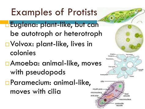 PPT - Microbes PowerPoint Presentation, free download - ID:6893656