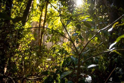 L Neas De Acci N Campus Naturaleza Udec