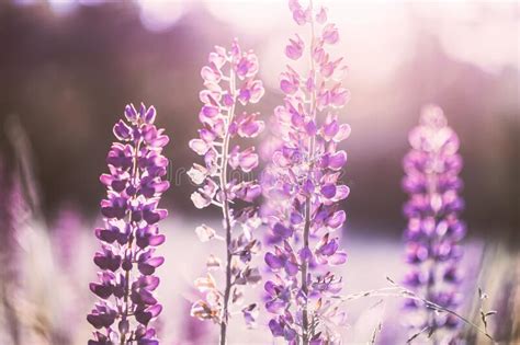 Wild Flowers Lupine In Summer Meadow At Sunset Sunrise Lupinus