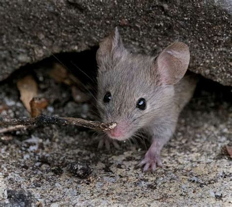 How Do Field Mice Get In Your House Beatpests