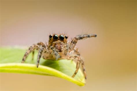 All 21 Types Of Spiders Identification Guide With Pictures Facts