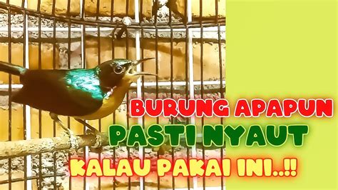 Suara Burung Kolibri Wulung Gacor Semua Jenis Burung Apapun Pasti