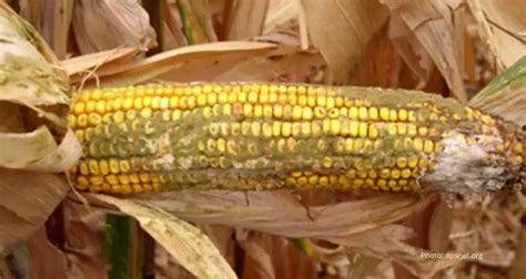 Understanding And Preventing Aflatoxin Poisoning Cropnuts