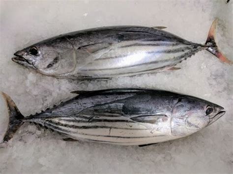 Skipjack Tuna At Best Price In Porbandar Gujarat Blue Waves Seafood