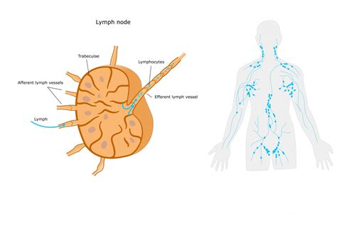 Potential New Immunotherapy For Melanoma