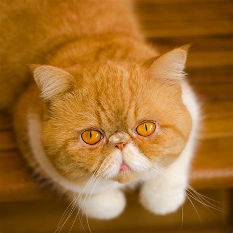 What Are The Different Types Of Persian Cats? - Cat Queries