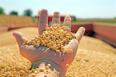 Datagro Gr Os Estima Safra De Soja Da Am Rica Do Sul Em