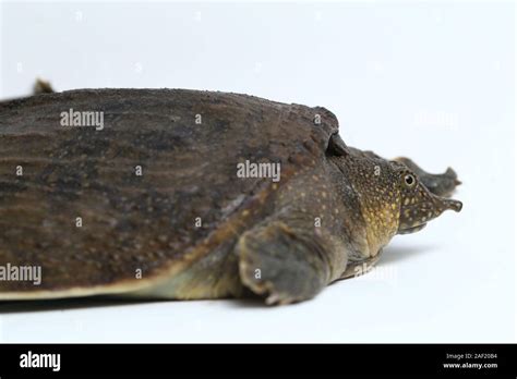 Common Softshell Turtle Or Asiatic Softshell Turtle Amyda Cartilaginea