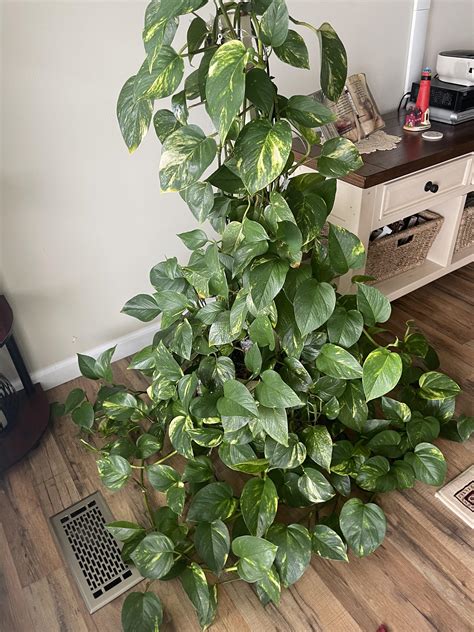 Thought Yall Would Appreciate My Grandmas Pothos Rmatureplants