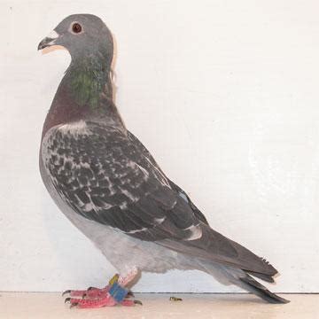 Helping The Moult Molt Winning Pigeon Racing And Racing Pigeons