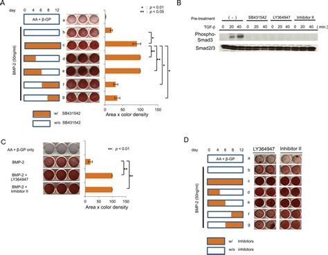 Effects Of Bmp And Sb Treatment At Different Periods During