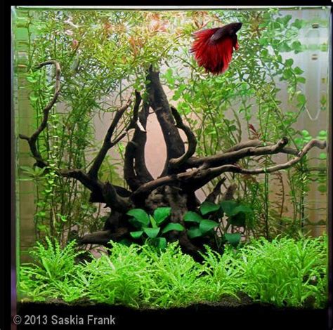 1000 Images About Betta Fish Tank Ideas On Pinterest Betta Fish Tank