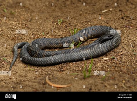 Australian tiger snake hi-res stock photography and images - Alamy