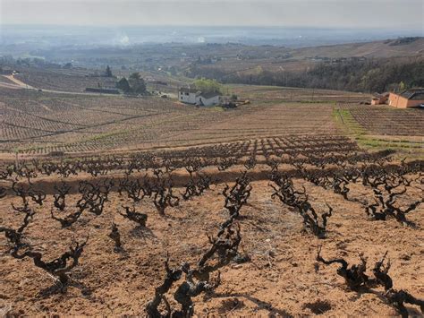 VIGNES AOP Moulin à Vent et Chénas à vendre