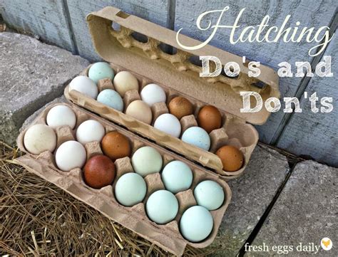 An Egg Carton Filled With Eggs Sitting On The Ground Next To A Brick Wall