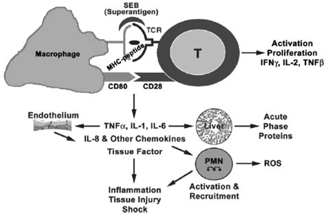 Cells And Mediators Participating In Superantigen Induced Toxic Shock