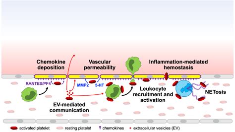 Platelets Are Multifunctional Cells That Ensure The Integrity Of The