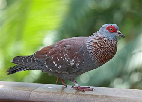 Speckled pigeon - Alchetron, The Free Social Encyclopedia