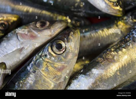 Whole Fresh Sardines Hi Res Stock Photography And Images Alamy