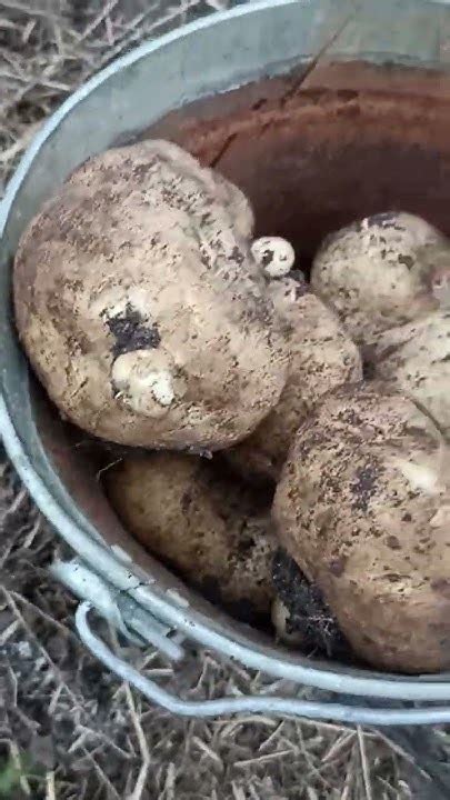 КАРТОФЕЛЬ СОРТ СЫНОК // КОЛЛЕКЦИЯ ЛИПАТОВОЙ АНАСТАСИИ // ВАЦАП ДЛЯ ...