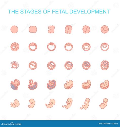 Vector Illustration Stages Of Fetal Development Stock Vector