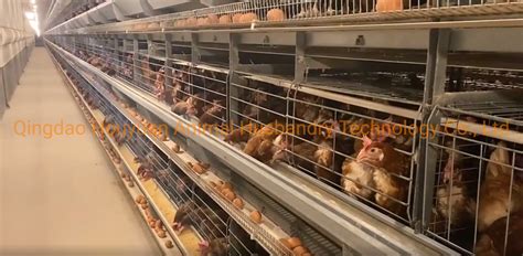 Good Quality Automatic H Type Battery Layer Chicken Cage For Laying