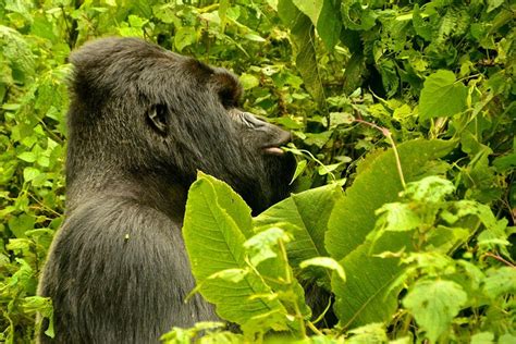 2024 Gorillas Trekking Im Undurchdringlichen Bwindi Wald Von Kigali Zur