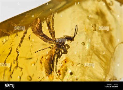 Prehistoric Winged Ant Preserved In Lithuanian Baltic Amber Stock Photo