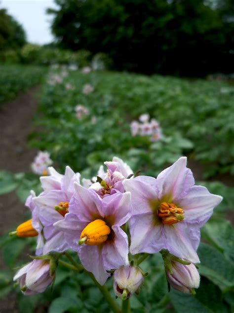 Potato Plant Flower - Vegetable