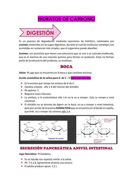 Hidratos de Carbono Digestión Absorción Metabolismo Astrid