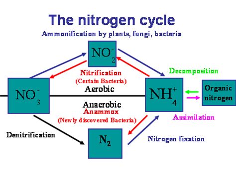 Nitrogen Fixation Diagram