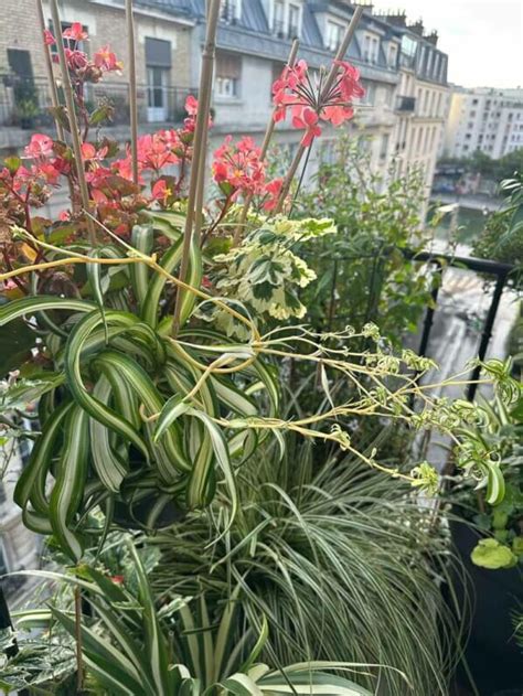 Petit tour sur mon balcon parisien en ce début très chaud de septembre