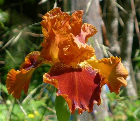 Photo Of The Bloom Of Tall Bearded Iris Iris Rustler Posted By