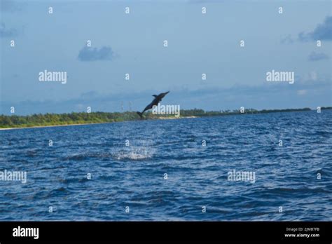 The Dolphin Jumping Out Of The Water In Maldives Stock Photo Alamy