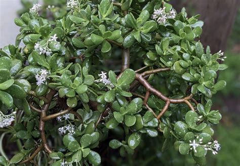 Albero Di Giada Cura Coltivazione E Significato Jade Plants