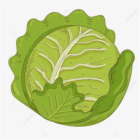 Dibujo De Lechuga