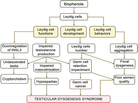 Frontiers Bisphenols Threaten Male Reproductive Health Via Testicular