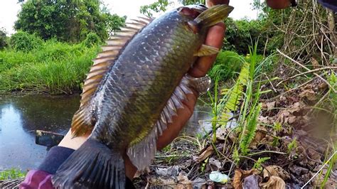 Edan Spot Alami Berpenghuni Betok Monster Mancing Ikan Betok