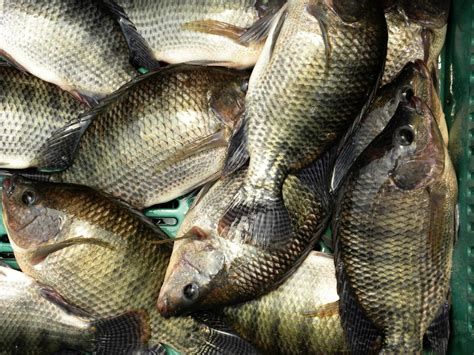 Detectan Virus De La Tilapia Del Lago En Granjas Acu Colas