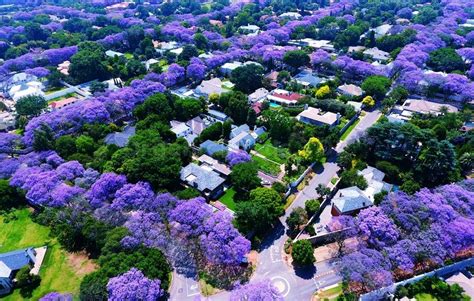 Jacaranda Tree Zone