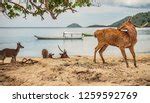 Deer With Giant Antlers Image Free Stock Photo Public Domain Photo