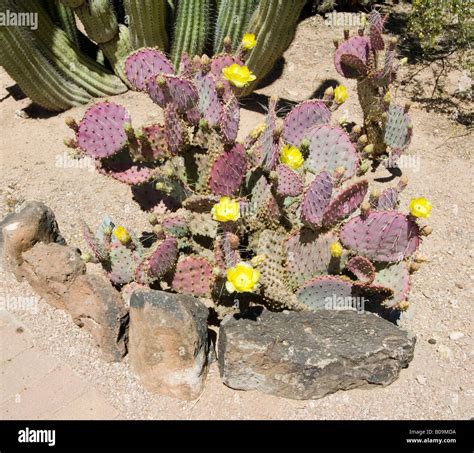 Santa Rita Prickly Pear Cactus Opuntia Santa Rita Stock Photo Alamy